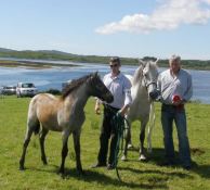 Derrylough Nellie & Patrick Heanue & foal handler Ronan Nee